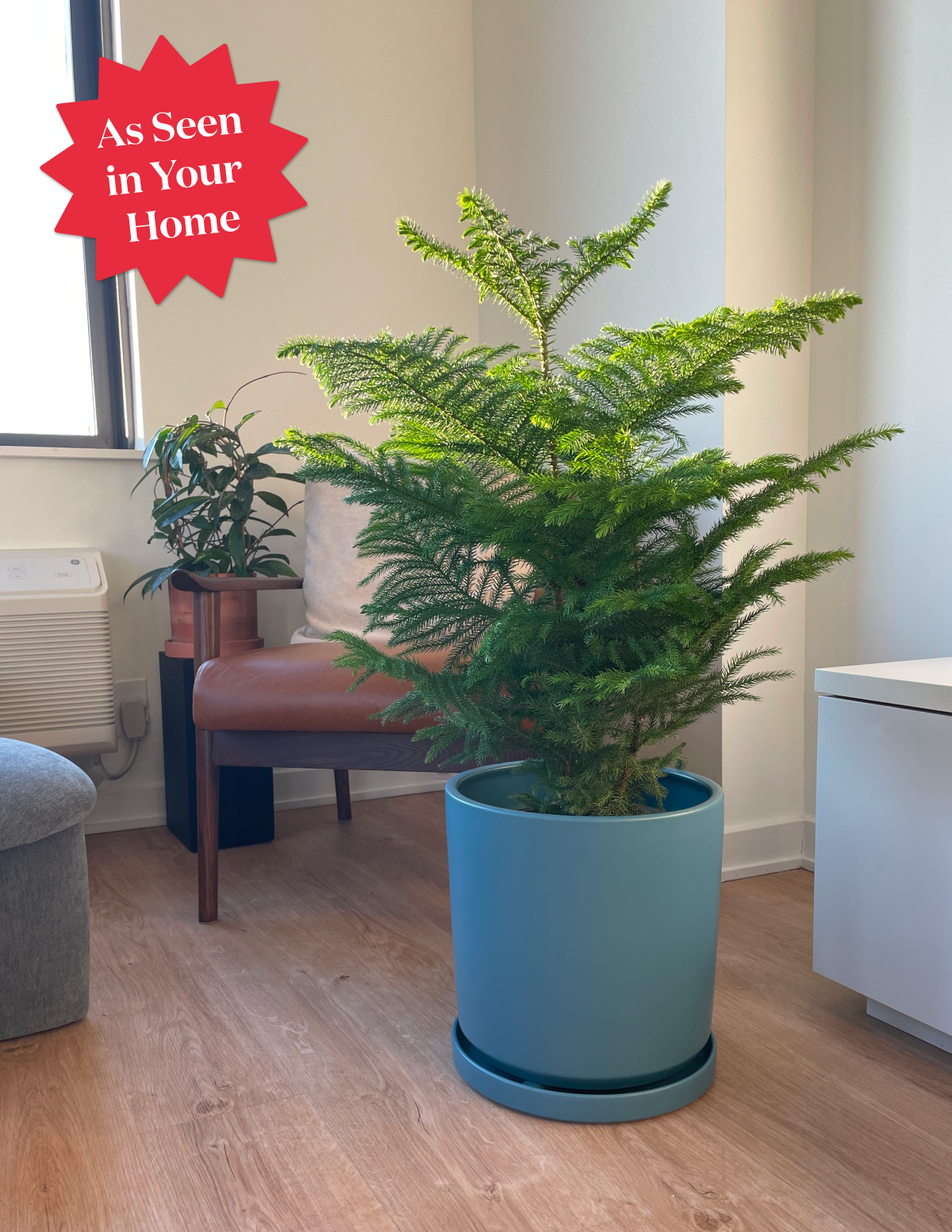 Indoor Planter - Isabella Ceramic