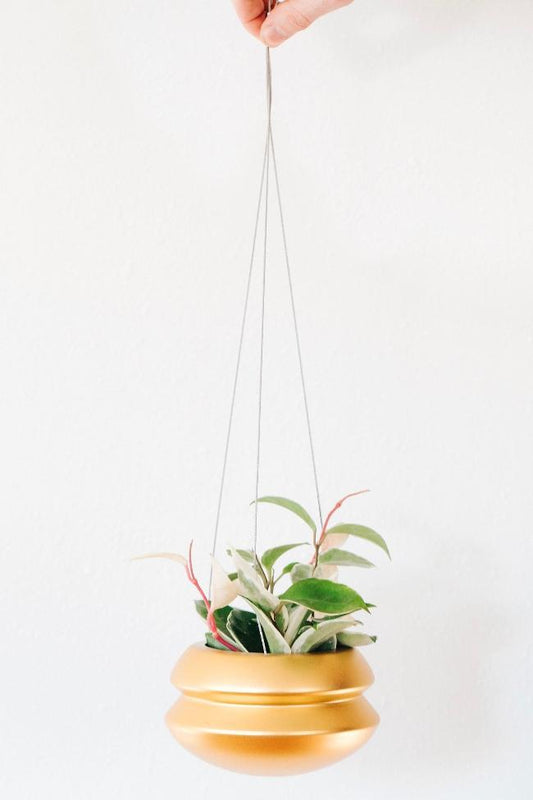 Indoor Planter - Classic, Hanging by Carter + Rose