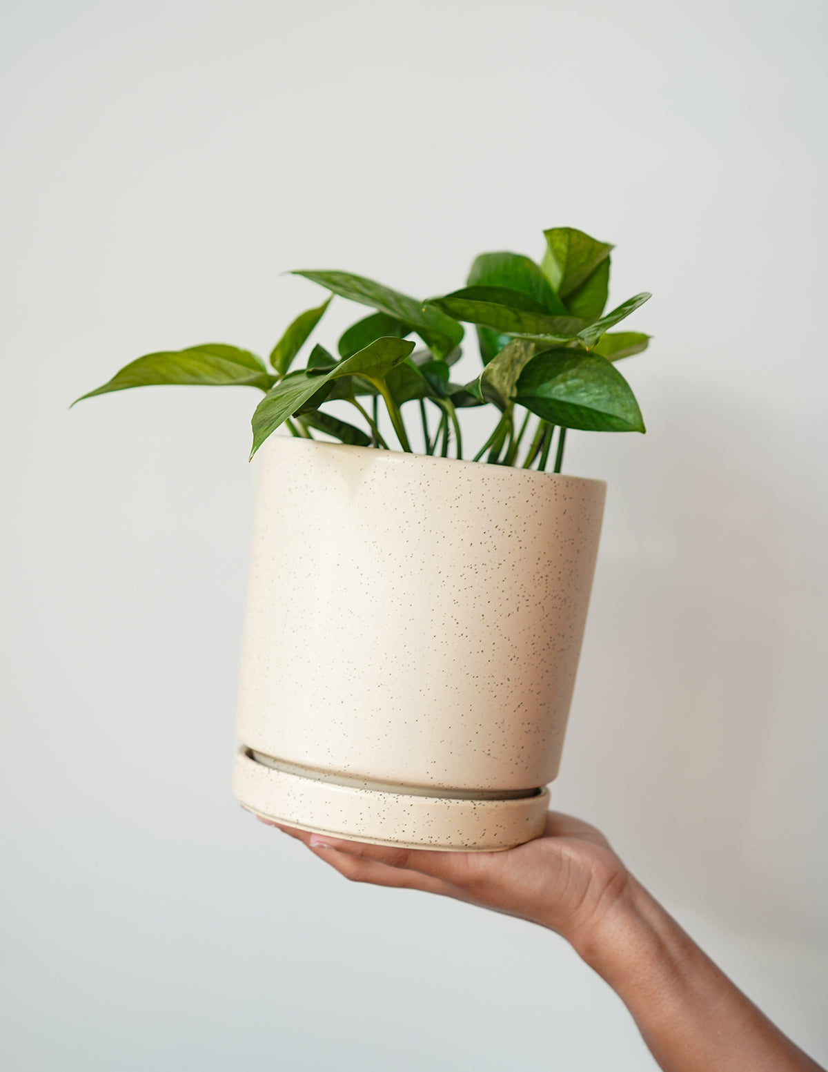 Indoor Planter - Isabella Ceramic