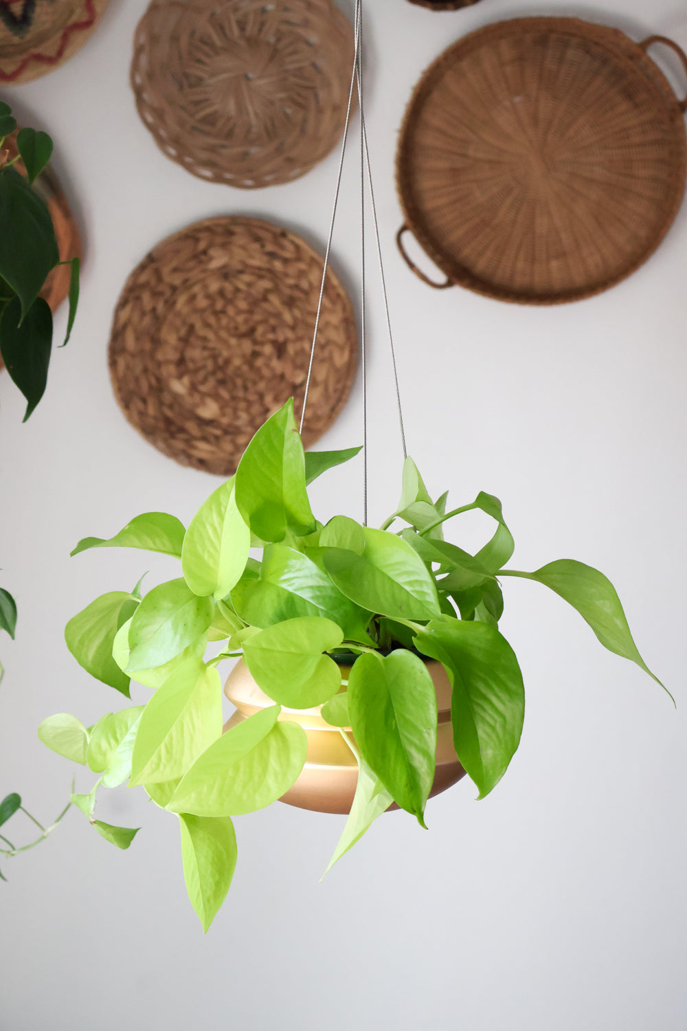 Indoor Planter - Classic, Hanging by Carter + Rose