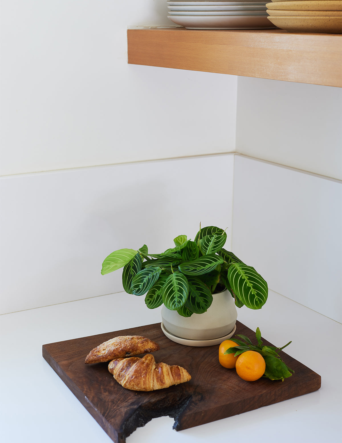 Indoor Planter - Rustic, The Rancho, Ceramic